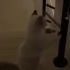 قط للبيع