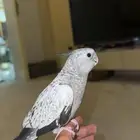 كروان اليف (( هدد داخلي )) تم البيع