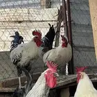 ديوك ديك فيومي وبلدي حجم سوبر جامبو ( تم البيع)