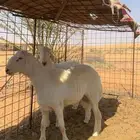 مشروع فحول حريات صنف