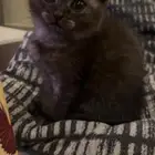 كيتن عمرها شهرين للبيع