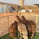 سواكني جبره مغلقه