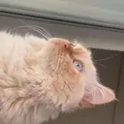 كيتن للتبني