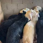 طليان ذبايح مناسبات ثلاجه