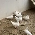 حمام فرنسي