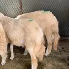 طليان فل الفل سمان وا أطراف