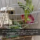 طيور دره