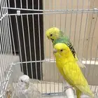 طيور الحب عرض بكج اكلها