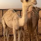 البيع قعود العمر 6شهر ساسه تمامي ومه عونيه