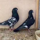 حمام باكستاني رامبوري