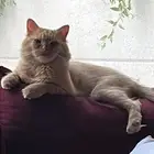 الرياض