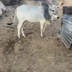 ثور بلدي للبيع