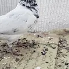 باكستاني و قطايف