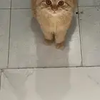 قطه
