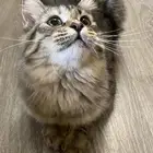 قطه للبيع