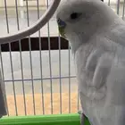 بادجي للبيع