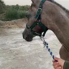 مهر مصري بيور
