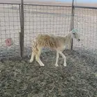شاه حريه رباع للبيع