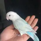 للبيع روز اليف جميل جدا ولطيف