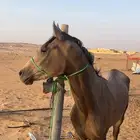 حصان شعبي