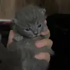 كيتنز البيع