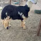 مشاريع فحول نجدي فواخر العدد 2