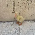 بط للبيع