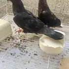 حمام قطايف وقرب انتجا وقلاييزتي