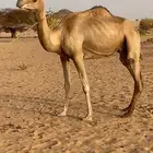 ناقه
