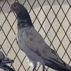 حمام باكستاني