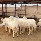 رخال دفيع وغنم مراح واحد ونظافه شرط