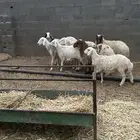 رخال جذعات