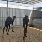حشوان
