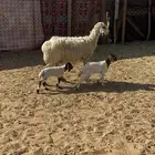 نعيميه معها توم رخال