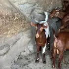تيوس بلدي للبيع