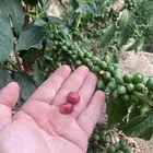 مزارع القمه للبن السعودي