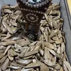 عود مروكي دبل سوبر