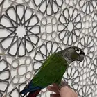 ذكر كنيور قرين شيك اليف ومتكلم ومنتج ( تم البيع)