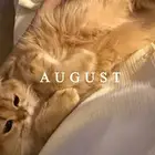 قط برتش بيور