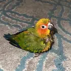 فرخ صن كنيور حجم حلو