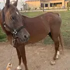حصان شعبي