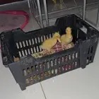 يوجد بط