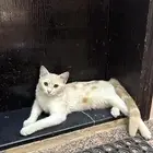 قط ل التبني