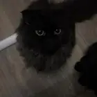 قطه