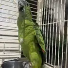 أمزوني للبيع