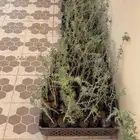 شتلات للبيع