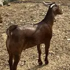 مشروع فحل ادهم اوشح فاخر
