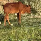 حسيله للبيع الصحه شرط رعويه هاديه