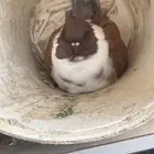 حمام جمله المحاميد