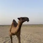 للبيع بكرا لقيه